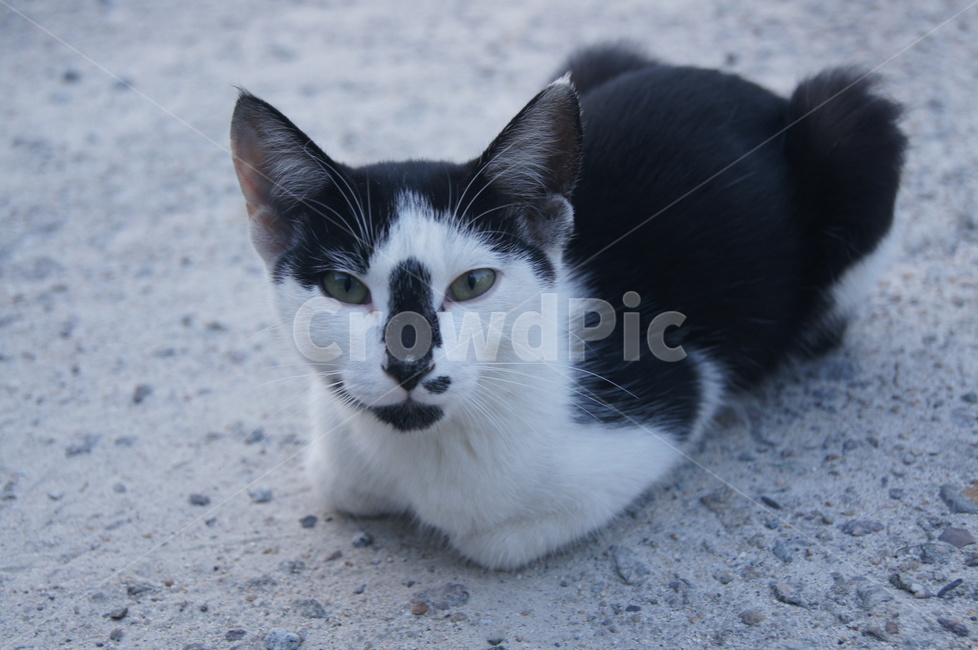고양이,누움,점박이,쫑긋,수염,흰색,검은색,눈빛,고양이눈,cat,lie,spottedanimal,sptted,cocking,mustache,white,black,eyecontact,cateye,동물,animal,포유류,mammal,고양이,cat,kitten,kitty