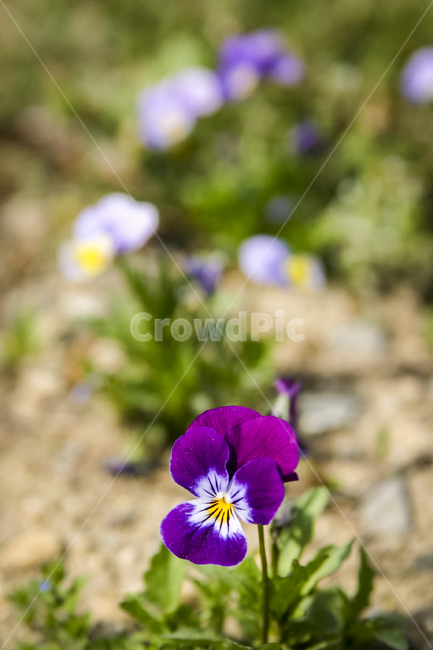 꽃,팬지,봄,pansy,보라색