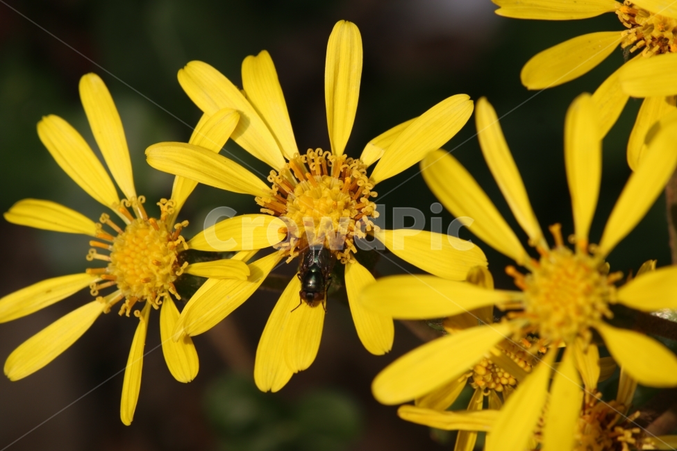 꽃,곤충,정물,자연,늦가을,식물,자연,plants,nature,꽃,flower,동물,animal,곤충,벌레,insect,bug