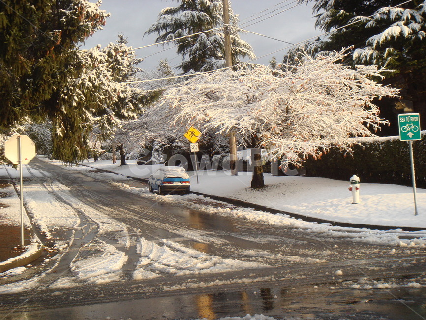 캐나다,눈,아침,고요함,겨울풍경