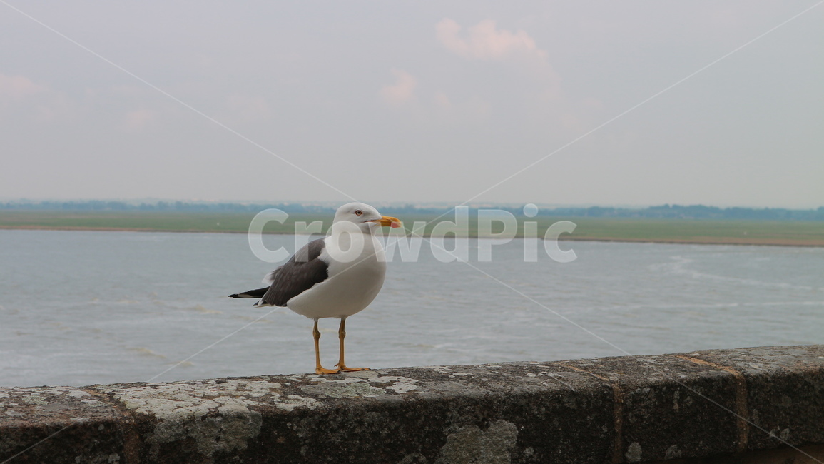 animal,동물,bird,seagull,새,갈매기,동물,animal,조류,새,birds