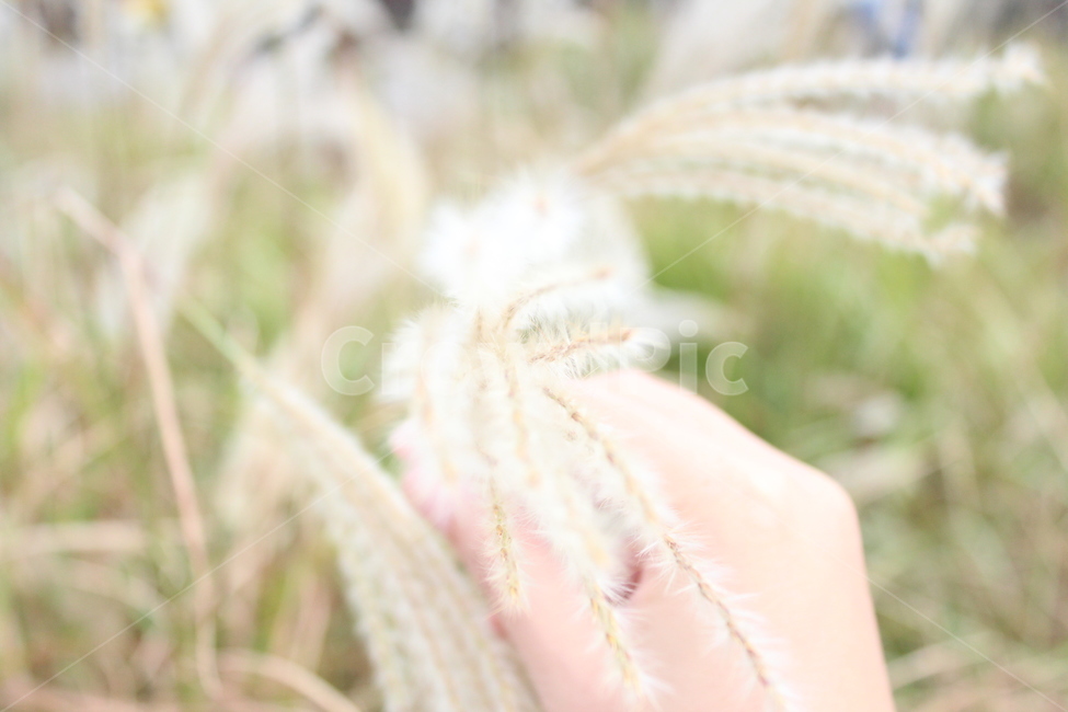 grass,억새,가을,갈대,식물,식물,자연,plants,nature