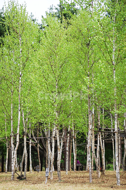 나무,초록,휴식,자연,공원,산책,tree,plant,식물