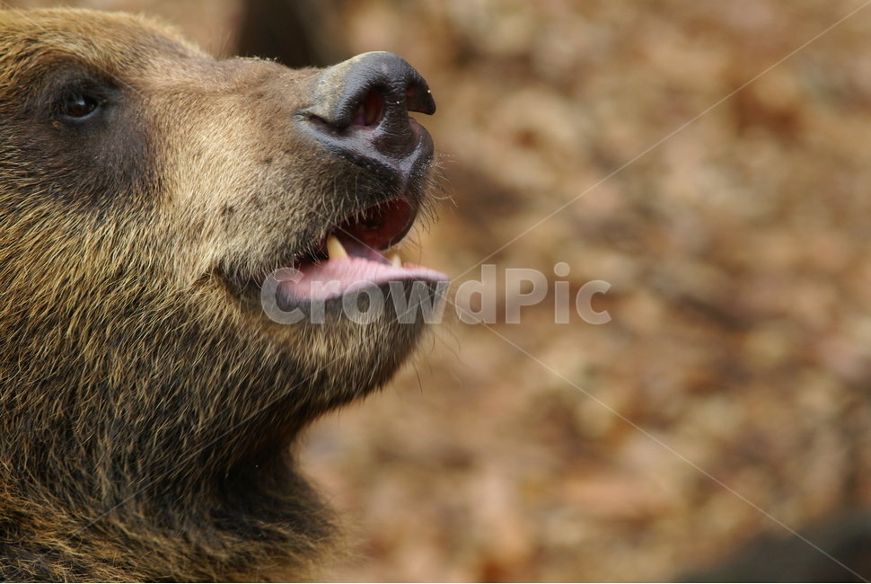 사파리,얼굴,에버랜드,곰,bear,동물,animal,포유류,mammal