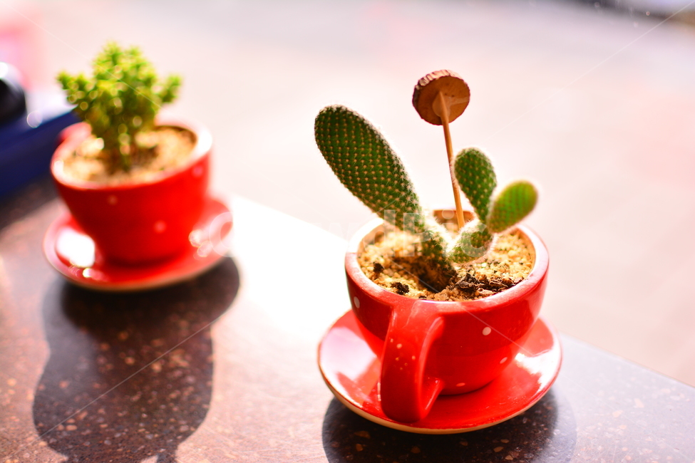 선인장,다육식물,디육이,식물,가시,아열대식물,cactus,다육질,사막,plant,식물원,열대식물,예리함,날카로움,상처,주의,보호,화분,빨강,미니,작은,창가,햇살,식물,자연,plants,nature,휴식,힐링,rest,relaxation,healing