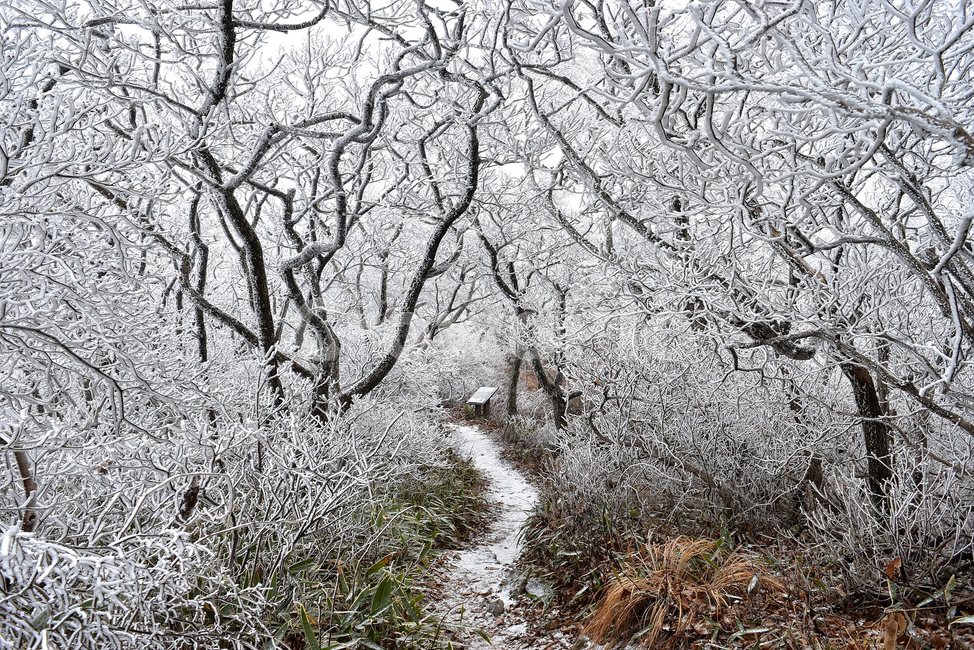 소백산,눈꽃풍경,상고대,겨울풍경,국립공원,겨울동화,힐링,감성,아름다움,뷰티풀,설국,눈풍경,100대명산,겨울명산,설경,서리꽃,snow,landscape,눈,화이트,자연,신비로운,경이로운,천상,비경,치유,산,명산,자연풍경,늦가을,겨울,계절,winter,season,자연,풍경,nature,landscape,한국자연풍경,한국자연경관,korea nature landscape,식물,plants,나무,trees,wood,ice,얼음,outdoors,옥외,frost,서리