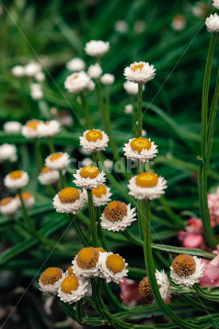 들꽃,꽃,여름,오후,자연,flower,daisy,summer,nature