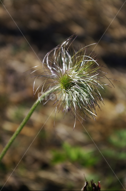 할미꽃,식물,plant,자연,nature,꽃,flower,식물,자연,plants,nature,꽃,flower