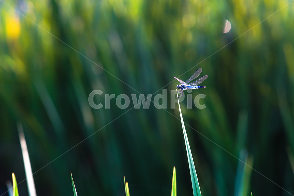잠자리,날개,겹눈,곤충,풀,이슬,들판,동물,animal,곤충,벌레,insect,bug