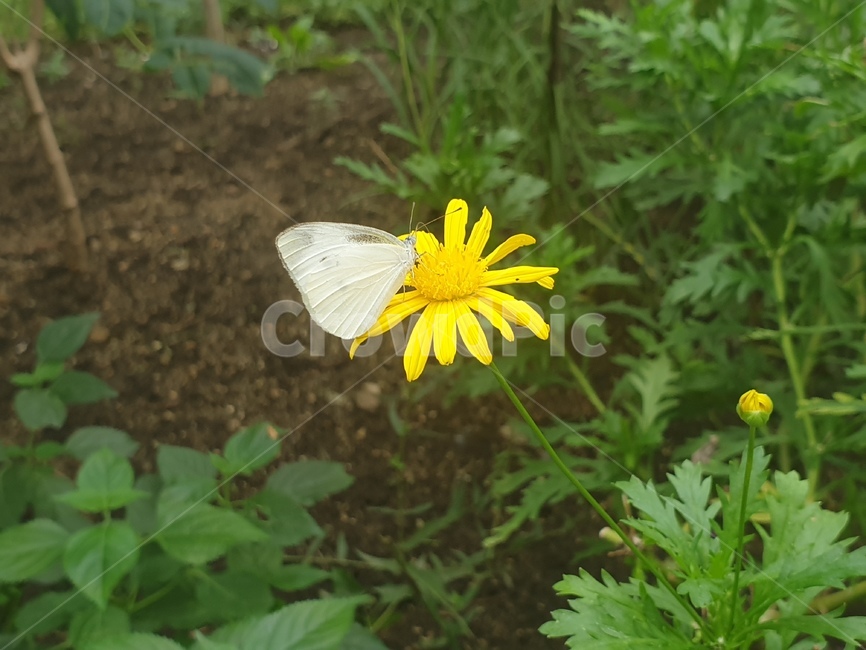 plant,식물,나비,봄,곤충,식물원,식물,자연,plants,nature,꽃,flower,곤충,벌레,insect,bug