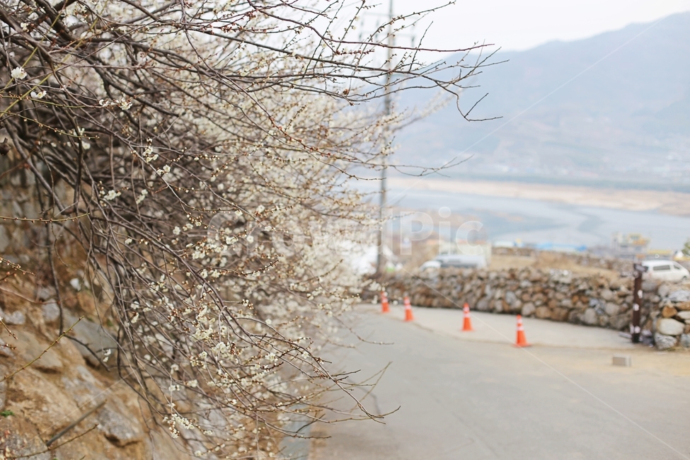 매화,매화꽃,하동,봄,매화축제,봄,계절,spring,season,자연,풍경,nature,landscape
