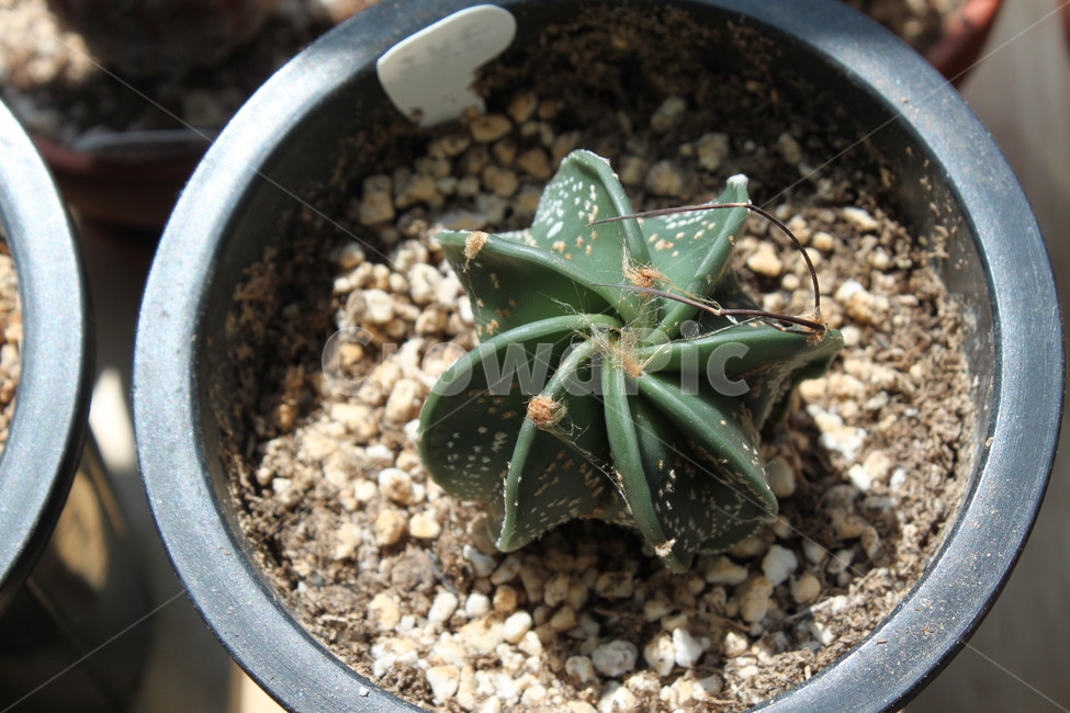 선인장,화분,가시,가드닝,식물,베란다,자연관찰,회오리,식물,자연,plants,nature,실내용화초,화분,화초,house plant