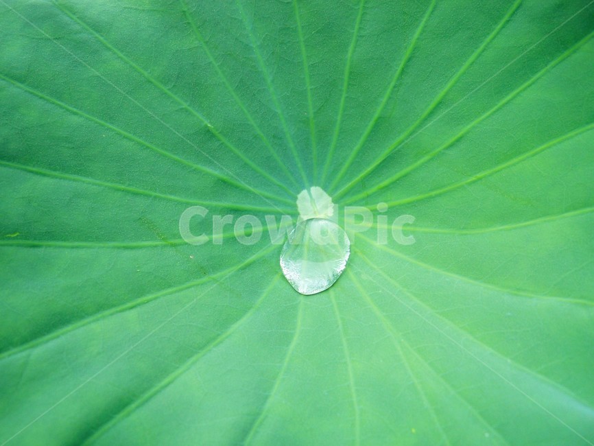 연꽃,연꽃물방울,물방울,잎사귀,접사,여름,계절,식물,자연,plants,nature
