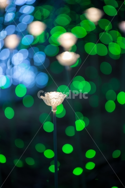 크리스마스,전구,전구장식,LED,빛,조명,장식전구,겨울밤,밤,공원,축제,꼬마전구,풍경,야외,도시,보케,투명,반짝임,빛망울,환상,예술,판타지,아름다움,눈부심,아트,조각,크리스탈,사진작가,포토그래퍼,photographer,메리크리스마스,성탄절,merry christmas,감성,sensible,feeling