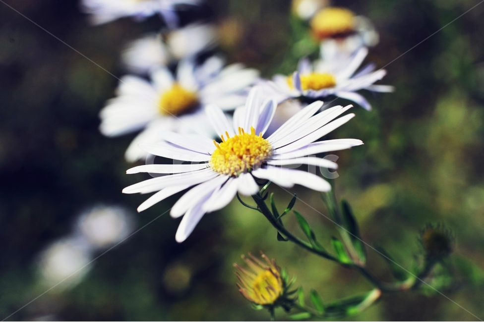 쑥부쟁이,가을꽃,들꽃,야생화,꽃봉오리,꽃,플라워,식물,flower,flowers,plants,plant,자연,nature,가을,계절,season,fall,autumn,10월,october,flowerbed,flowergarden,식물,자연,plants,nature,꽃,flower