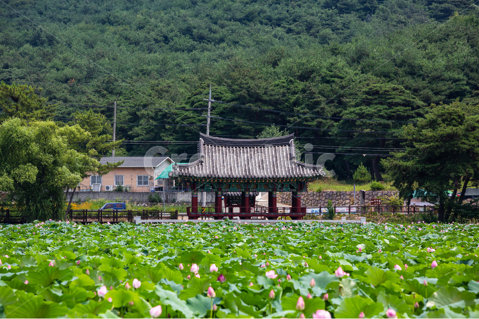 연못,연꽃,정자,한옥,저수지,자연,풍경,nature,landscape,한국자연풍경,한국자연경관,korea nature landscape,outdoors,옥외