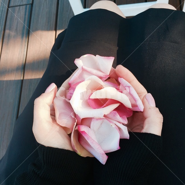 장미,꽃잎,장미꽃,손,사랑,핑크,핑크빛,flower,floral,pink,color,hand,love,lovely,celebration,celebrating,rose,leaf,leaves,shy,수줍은