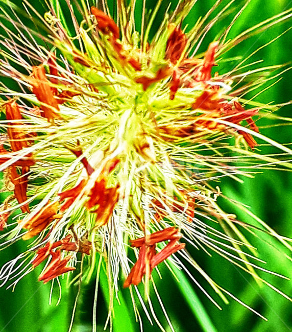 plant,식물,blossom,꽃,야생화,낙화,흔적,식물,자연,plants,nature