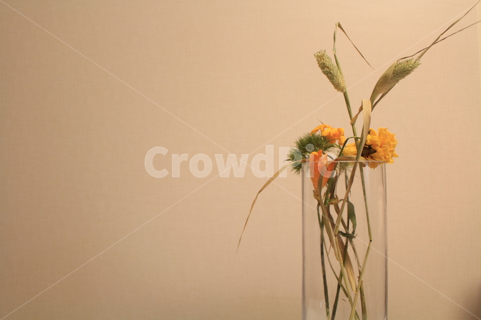 배경,꽃,식물,인테리어,감성,드라이플라워,식물,자연,plants,nature,꽃,flower,실내용화초,화분,화초,house plant,인테리어,실내디자인,interior design