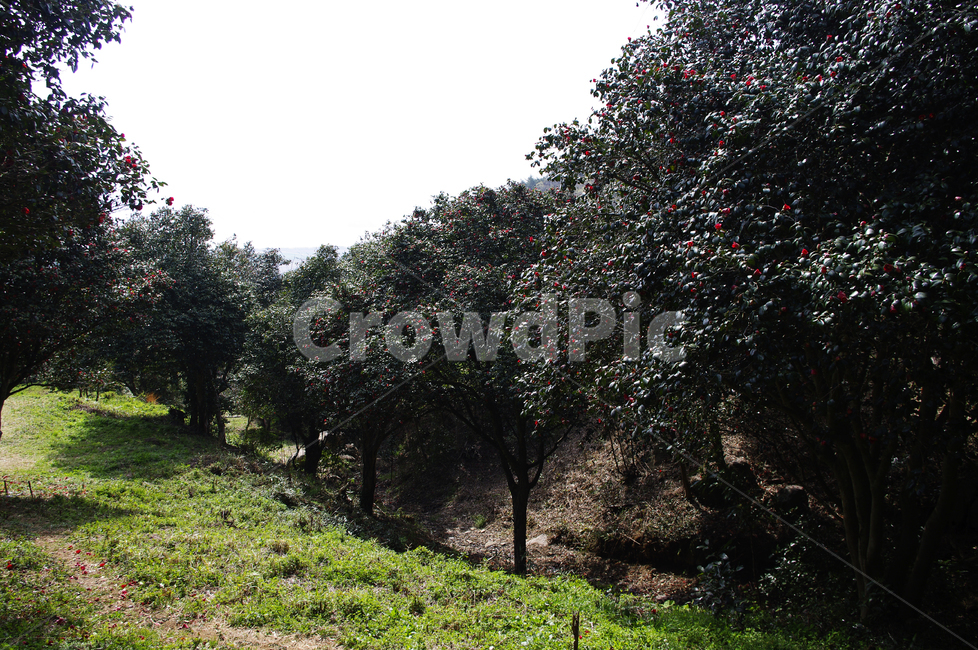 숲,낙화,동백나무,동백꽃,꽃,flower,계절,봄,spring,자연,풍경,nature,landscape,tree,나무,plant,식물,outdoors,옥외