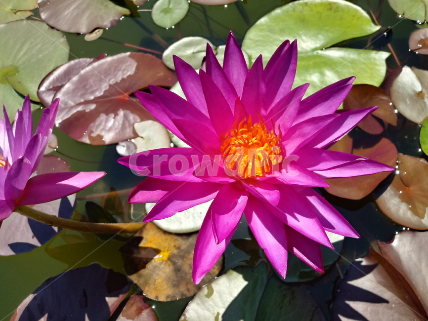 수련,다년생초본식물,수생식물,이판화,쌍자엽식물,자우련,waterlily
