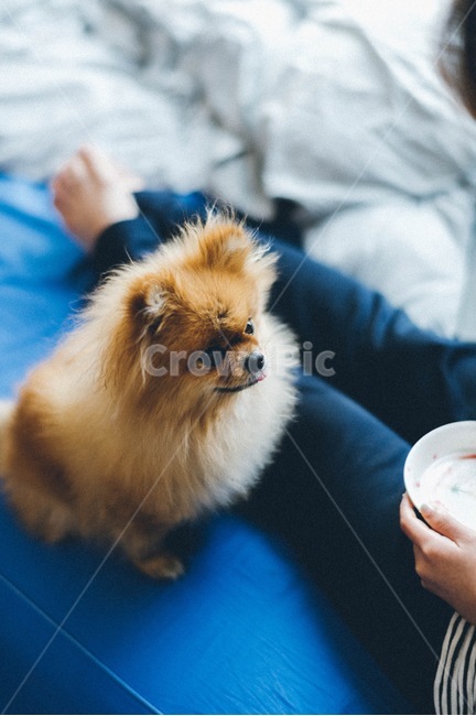 puppy,pomeranian,animal,pet dog,dog