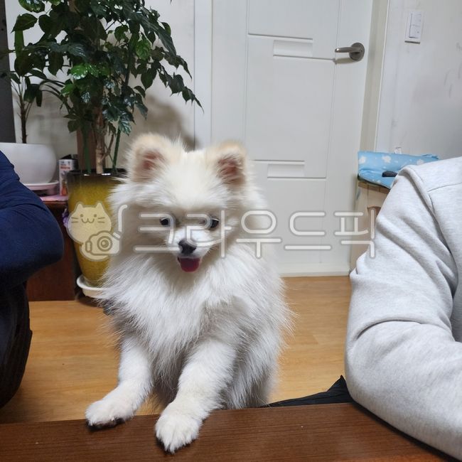 동물,애완동물,개,강아지,포메라니안