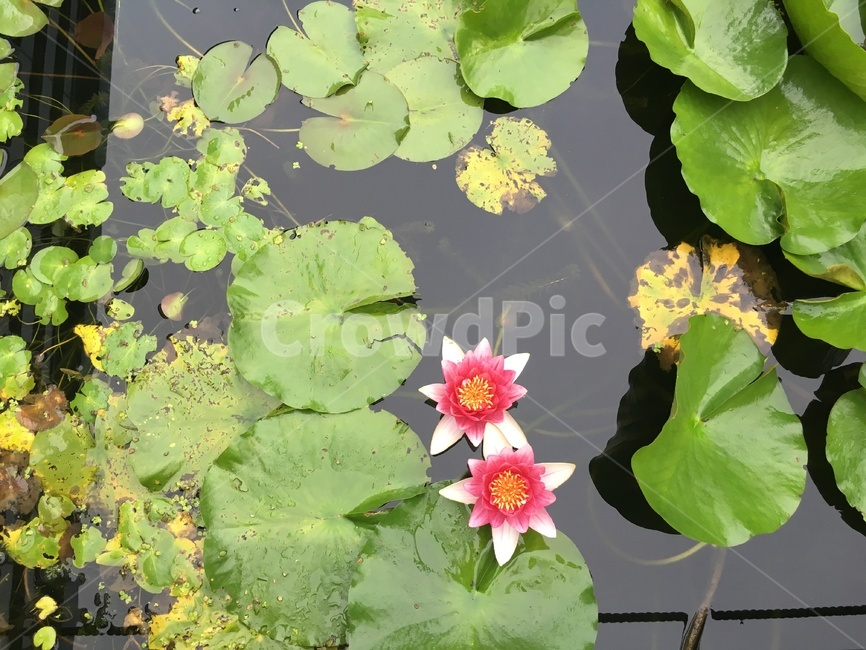 plant,식물,blossom,꽃,flower,연꽃,연못,봄