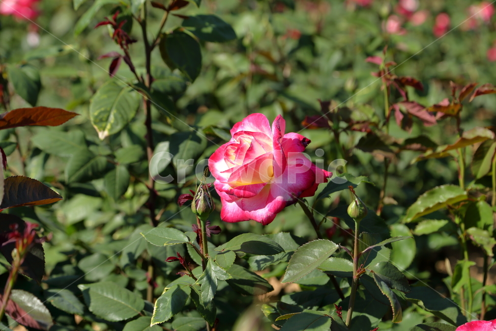 장미,장미꽃,빨간장미,분홍장미,rose,flower,아름다움,5월,6월,식물,자연,plants,nature,꽃,flower