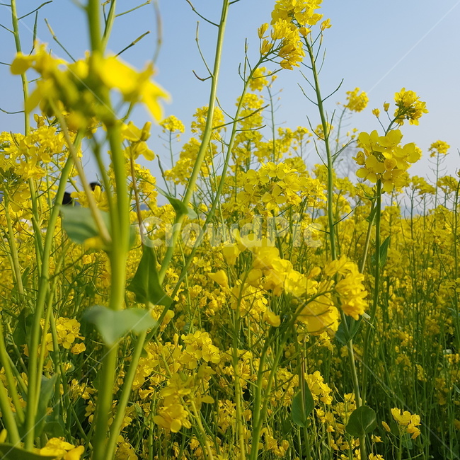 부산,대저생태공원,유채꽃,노란색,꽃밭,봄,rapeflower,yellow,spring,따스함