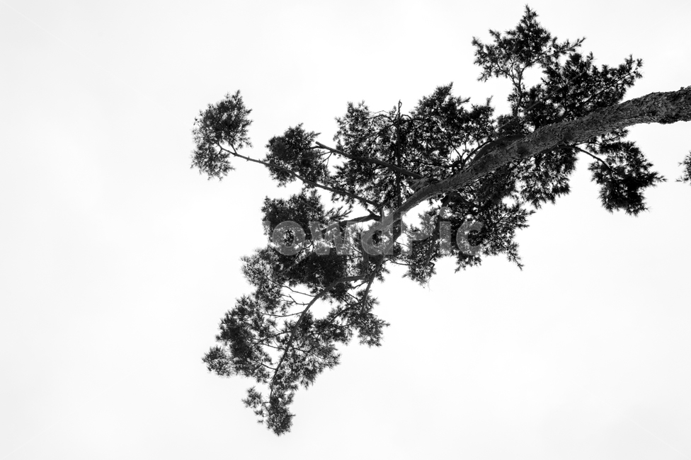 소나무,금강송,적송,황장목,나무,식물,자연,plants,nature,나무,trees,wood,흑백,모노톤,monochrome,black and white