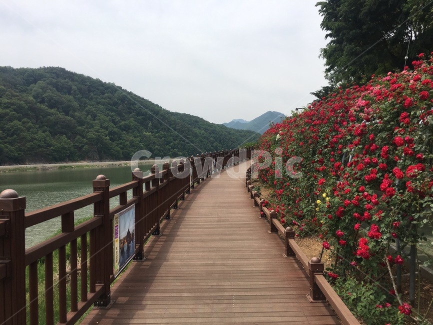 장미,산책로,다리,bridge,boardwalk