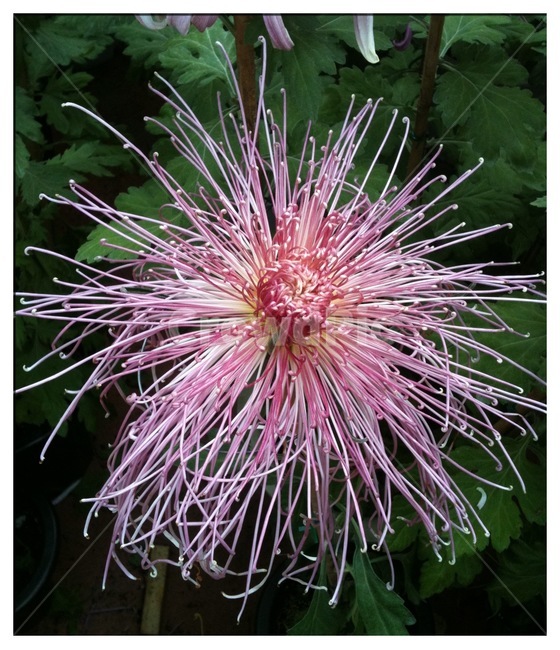식물,꽃,국화,자연,flower,식물,자연,plants,nature,꽃,flower