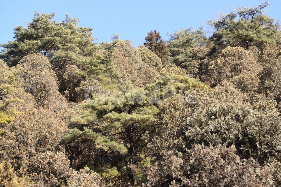 숲,나무,하늘,산,측백나무,자연,풍경,nature,landscape,bush,부시,vegetation,초목,plant,식물,tree