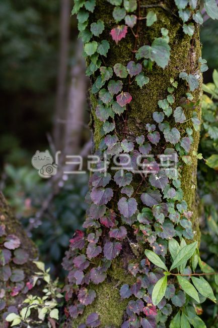 green,nature,Moss,tree,leaf,vine plant,moss,tree trunk,plant,treetrunk