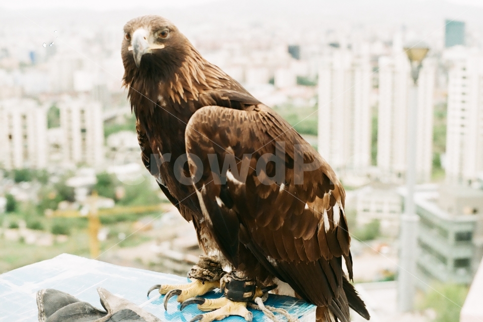 독수리,동물,새,필름,필름사진,동물,animal,조류,새,birds