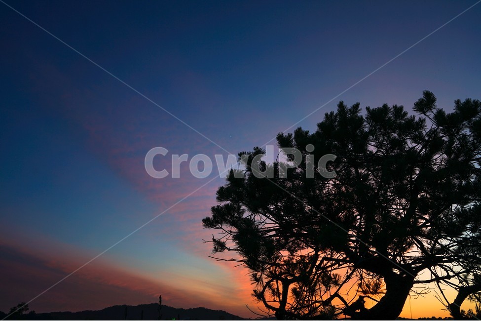 석양,노을,해넘이,소나무,하늘,풍경,자연,풍경,nature,landscape,식물,plants,나무,trees,wood,실루엣,그림자,silhouette,shadow,outdoors,옥외,sunset,일몰,red sky,붉은 하늘,sky,dusk,황혼,dawn,새벽