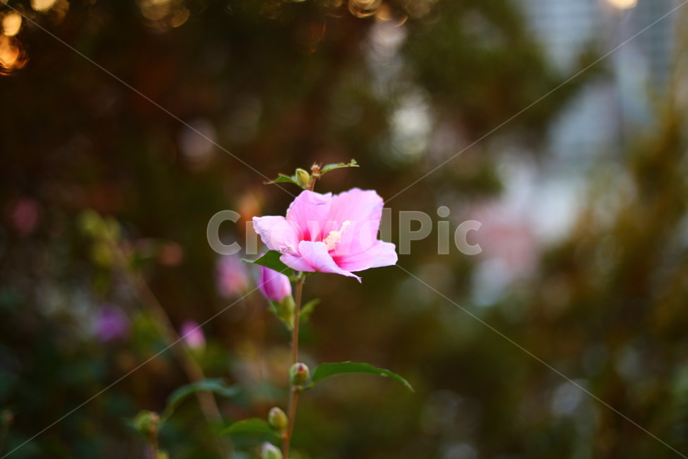 꽃,풀,노을,풍경,가을,식물,자연,plants,nature,꽃,flower