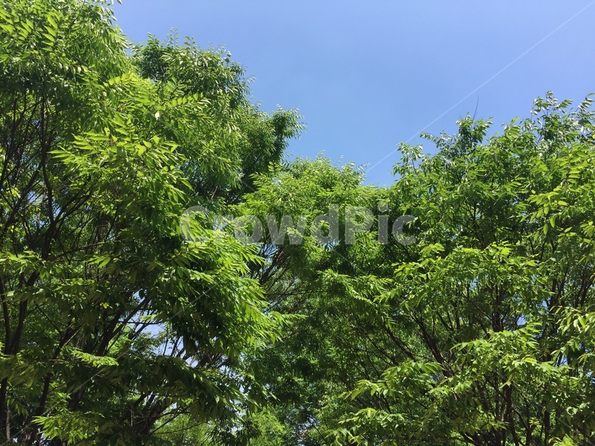 하늘,나무,숲,하늘색,자연,자연,풍경,nature,landscape,tree,plant,식물,vegetation,초목,bush,부시