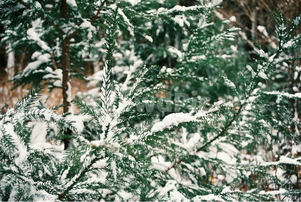 tree,나무,자연,nature,눈,snow,겨울,겨울제주,필름,필름사진,flim,겨울,계절,winter,season,식물,자연,plants,nature