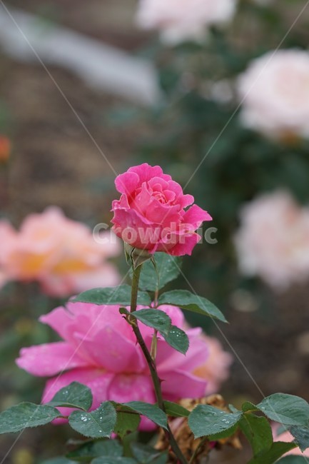장미,꽃,rose,식물,자연,5월,그린,flower,장미꽃,nature,분홍장미,식물,자연,plants,nature,꽃,flower
