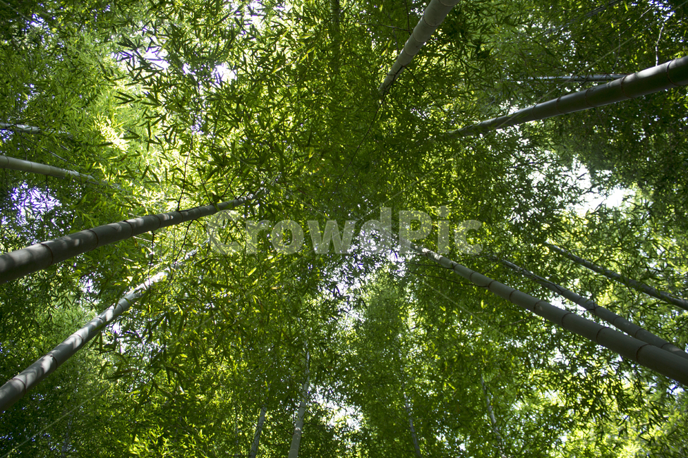 대나무,자연,힐링,숲,나무,푸른,식물,나무,trees,wood