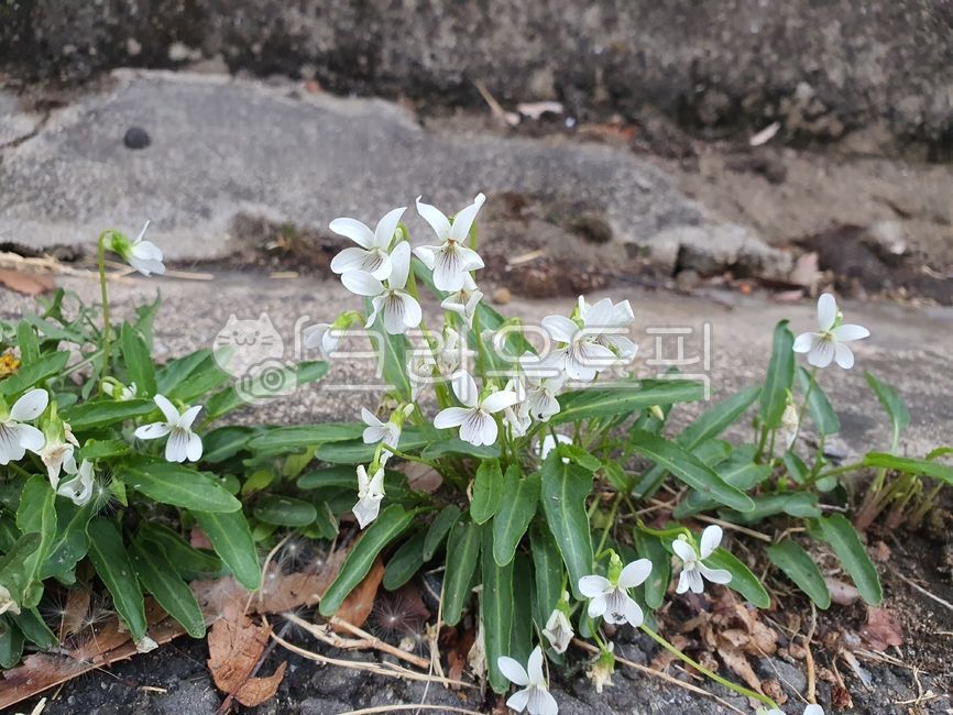 plant,식물,blossom,제비꽃,흰제비꽃,흰꽃,봄,야생화,flower,꽃,petal,꽃잎