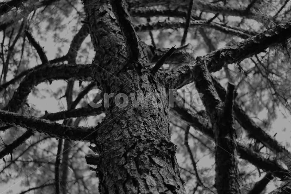 나무,흑백,오래됨,썩은나무,피름,식물,자연,plants,nature,나무,trees,wood,흑백,모노톤,monochrome,black and white