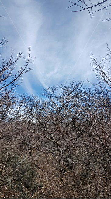 나무,숲,tree,plant,자연,옥외,nature