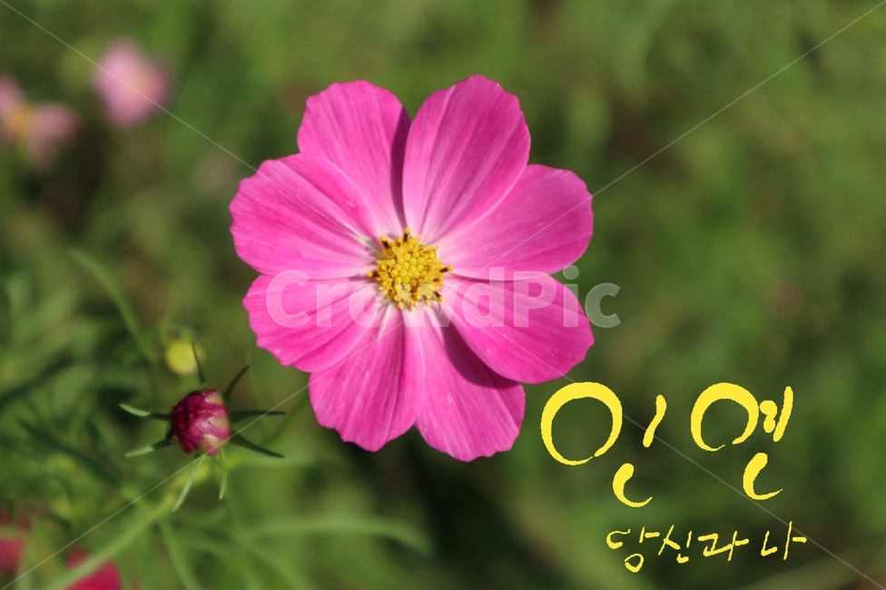 인연,캘리그라피,꽃,손글씨,flower,식물,자연,plants,nature,꽃,flower,캘리그라피,손글씨,calligraphy