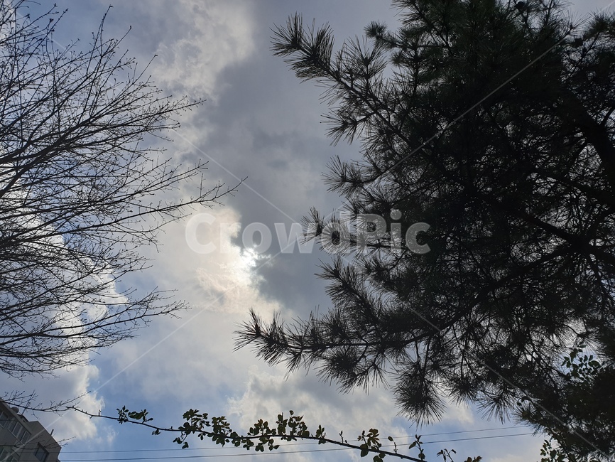 나무,구름,가려진해,가지,어두운느낌,자연,풍경,nature,landscape,tree,plant,식물