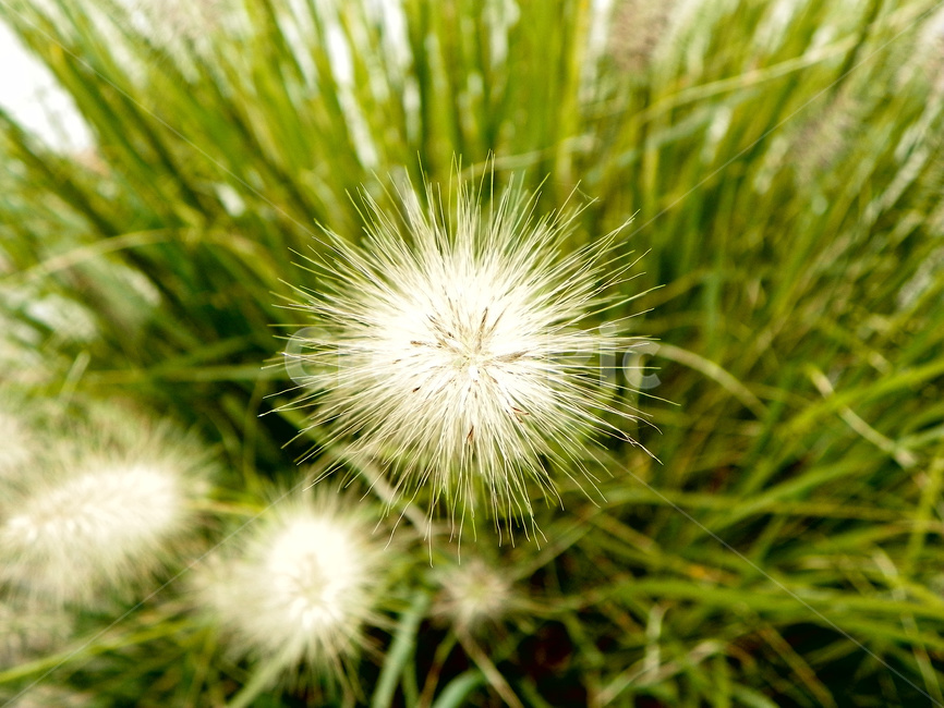 꽃,식물,초록,녹색,배경,접사,식물,자연,plants,nature