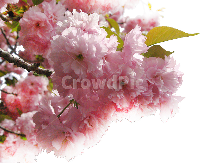 식물,flower,꽃,겹벗꽃,벗꽃
