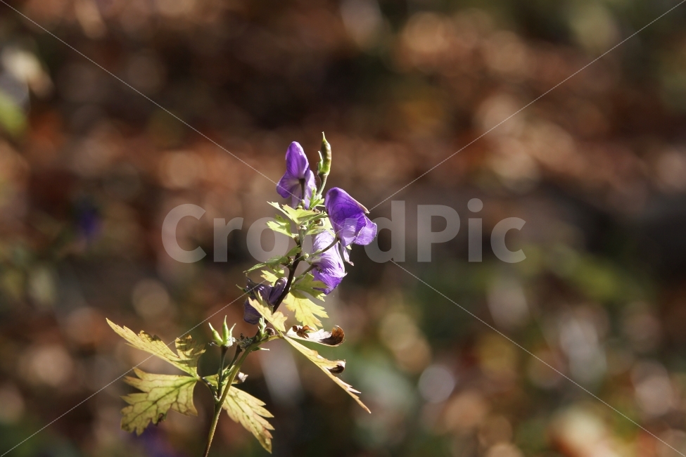 꽃,투구꽃,식물,자연,가을꽃,야생화,식물,자연,plants,nature,꽃,flower